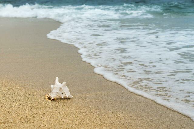 Das Washingtoner Artenschutzabkommen CITES schützt über 37.000 gefährdeter Tier- und Pflanzenarten. Um Strafen zu vermeiden, sollte man bei Urlaubssouvenirs vorsichtig wählen. | Foto: Pixabay