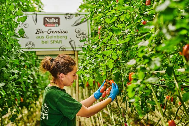 Mitarbeiterin bei der Ernte der Bio-San Marzano Tomaten  | Foto: PG Studios 