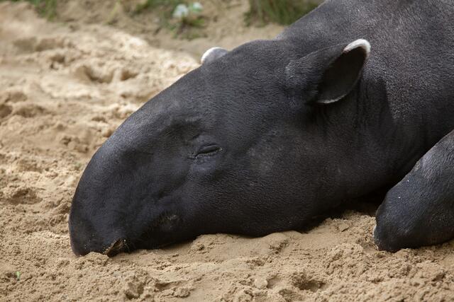 Tapire dürfen in Österreich nur unter besonderen Bedingungen gehalten werden. | Foto: wrangel/Panthermedia
