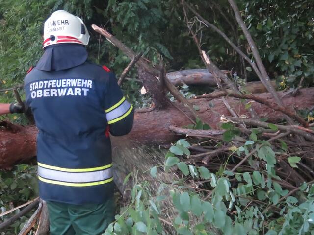 Die Stadtfeuerwehr schnitt den Baum um und entfernte ihn von der Straße. | Foto: Stadtfeuerwehr Oberwart