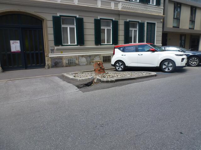 Foto vom 8. Juli 2022, nachdem der Blauglockenbaum unmittelbar davor in seine Schranken gewisen wurde, um der Asphalt- und Betonwüste optimale Präsentationsfläche zu bieten.