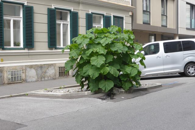 Am 13. August beginnt dann langsam die Steinwüste zu verschwinden - für manche leider ein schlimmes Bild...