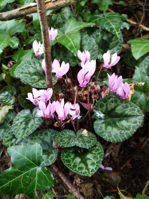 Ich mag den Duft der Zyklamen sehr