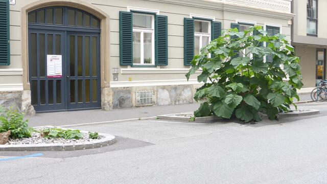 Das letzte Foto stammt von heute. Wir schreiben den 20. August und der grüne Hoffnungsfleck verdeckt zum Großteil die Steinwüste, die er sich der Blauglockenbaum als Lebensplatz ausgesucht hatte. Wir dürfen schon gespannt sein wie lange das grüne Wunder noch sein darf, bevor die Asphalt- und Betonwüsten-Befürworter wieder zur Tat schreiten...