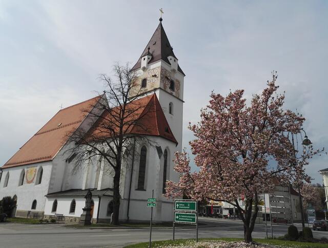 So prächtig blühte die Magnolie jedes Frühjahr am Perger Hauptplatz.  | Foto: BezirksRundSchau 