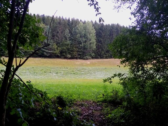 Blick auf eine schöne Wiese, wo viele weiß blühende "Kräuter" wachsen
