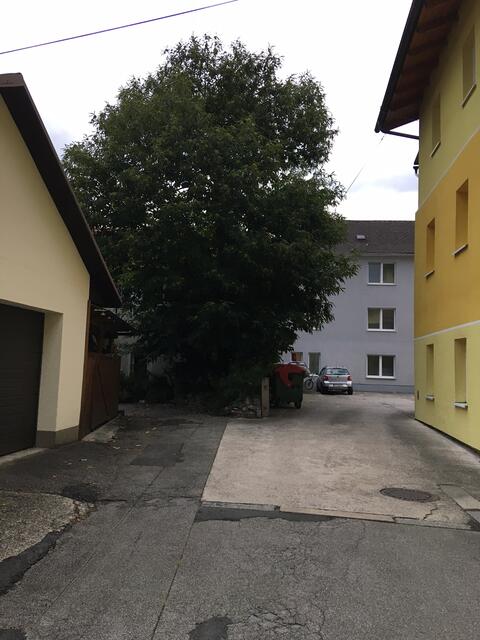 Der Baum ist laut Bürgermeister zu groß geworden. | Foto: privat