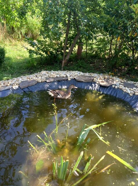 Die Enten erholen sich bei der Tierschutz Initiative Innviertel. | Foto: Greil