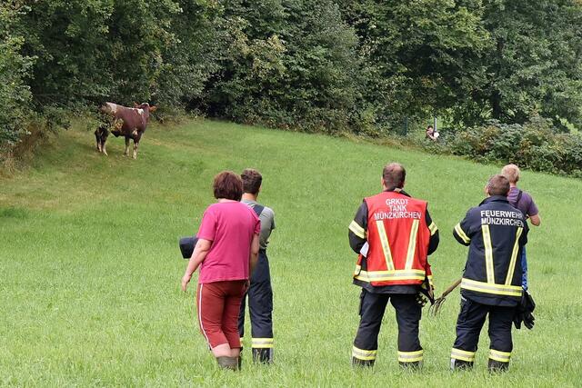 In Münzkirchen ist heute Vormittag eine Kuh ausgebrochen – die Feuerwehren Münzkirchen und Schießdorf halfen beim Einfangen des Tieres.  | Foto: Alois Braid/zema-medien.de