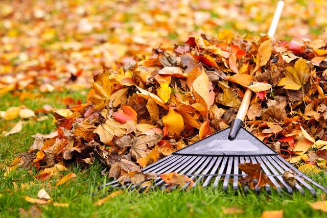 Laub, das sich im Herbst ansammelt, kann für Pflanzen und Tiere nützlich gemacht werden – man muss es nicht entsorgen.  | Foto: elenathewise/Panthermedia