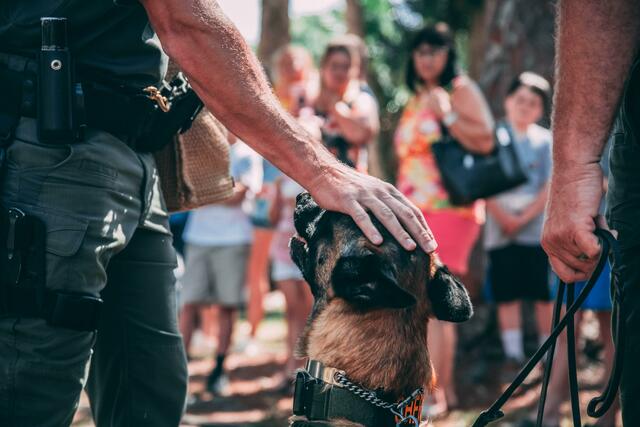 Im Weinviertel starben vier Hunde nach einer Joggingrunde qualvoll. | Foto: Symbolbild/unsplash.com 