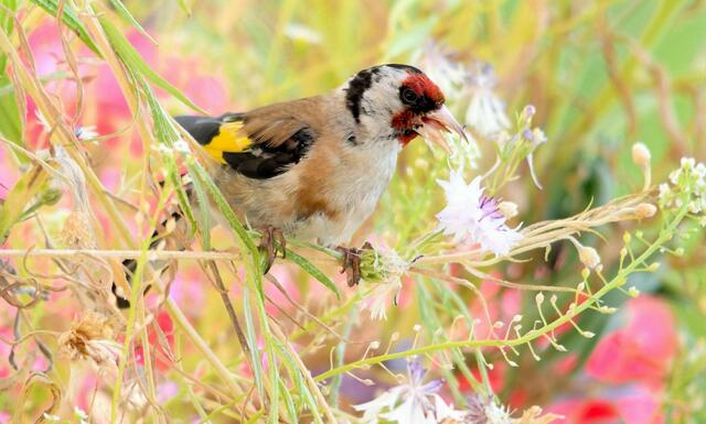 Langsam ändert sich das Federkleid vom jungen Stieglitz, am Ende der Mauser sieht er dann so aus wie die Altvögel. Regelmäßig kommen die Stieglitze in meine Blumenkistln, die jetzt mit vielen Samen locken. 