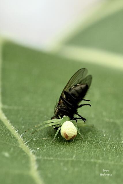 Überraschung: &amp;quot;Kleine Spinne schnappt sich große Fliege&amp;quot; - Mürztal