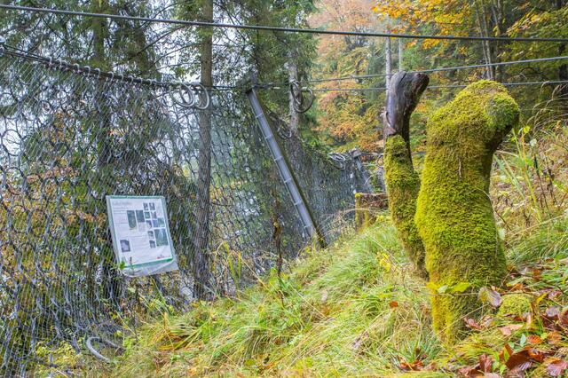 Die Steinschlag- und Murenschutznetze am Kapuzinerberg werden erneuert und erweitert. | Foto: Stadt Salzburg/Alexander Stoiser
