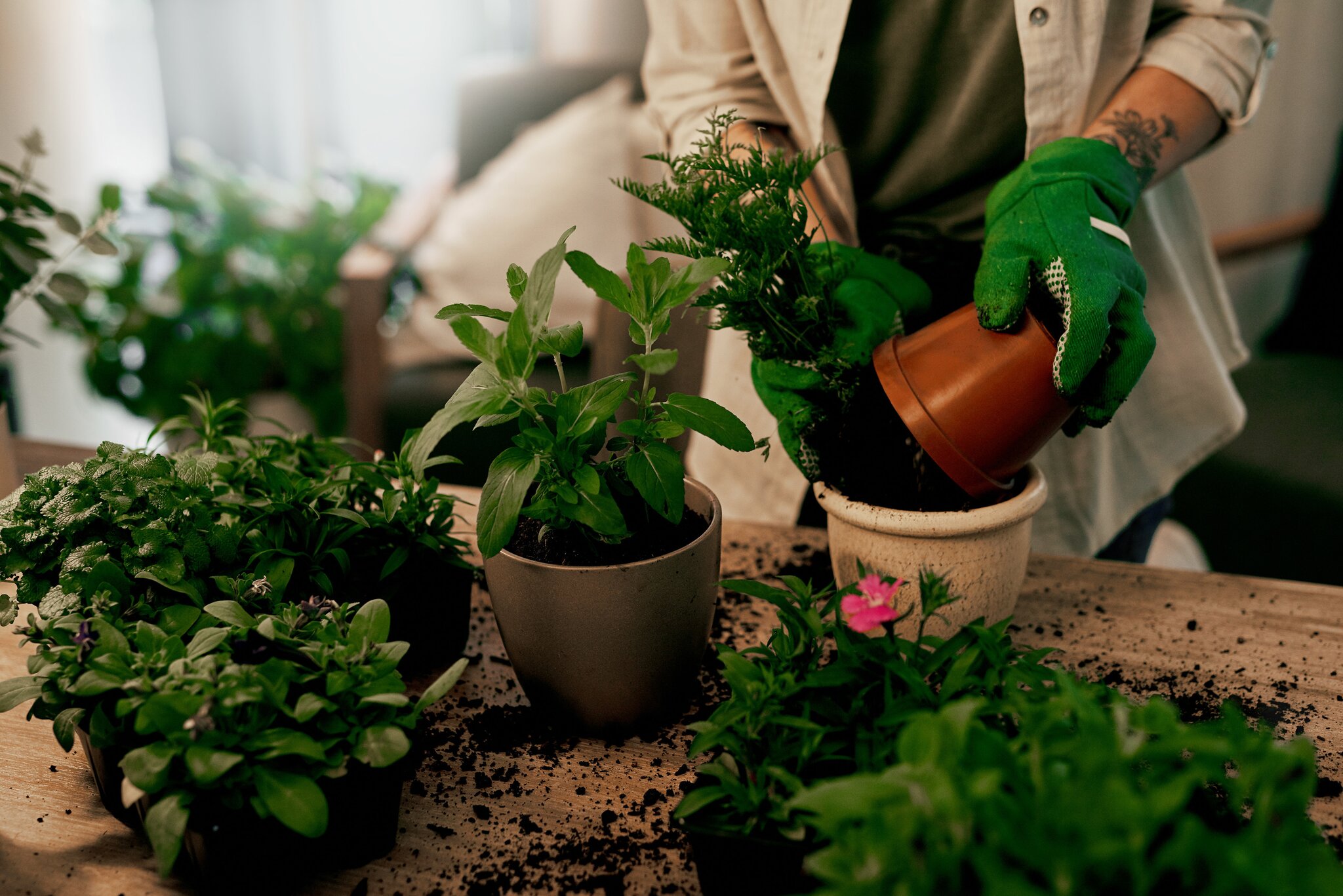 Garten im August Regionale Gärtner geben Tipps für Hobbygärtner Wels
