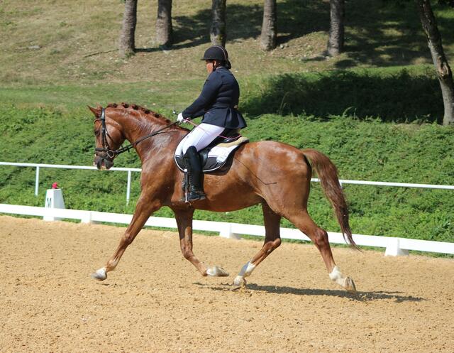 In der Klasse L startete Stefanie Hofer mit Biborszel, allerdings in der 2. Abteilung und konnte an zwei Tagen den 3. Platz behaupten. | Foto: Michaela Schneebauer