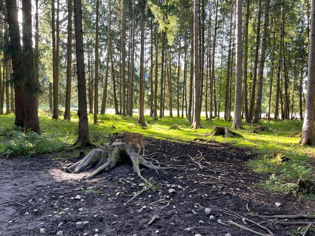 Absturzgefährdete Bäume werden gefällt und der Schutzwald in weniger windwurfanfällige naturnahe Mischbestände umgewandelt. Nicht betroffen sind die Waldflächen auf dem flachen Bergrücken am Kapuzinerbergs. | Foto: symbolbild: sm