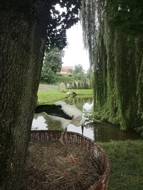 Aber auch auf dem Boden befindet sich ein weiteres Storchennest. Nur der geflochtene Korb wird dabei benötigt - die Störche machen den Rest selbst und sammeln sich über lange Zeit hinweg Zweige für ihren Horst. | Foto: privat