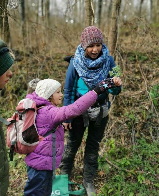 Wildkräuter bestimmen in der wöchentlichen Waldzeit. | Foto: Leithabergschule