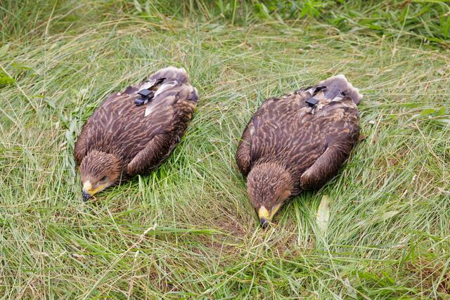 Mit Sender frisch ausgestattete Kaiseradler. | Foto: Klemens Wessely