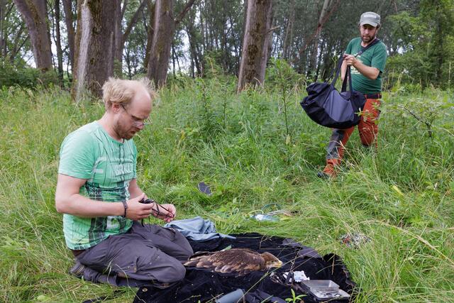 Kaiseradler werden von BirdLife Österreich besendert. | Foto: Klemens Wessely