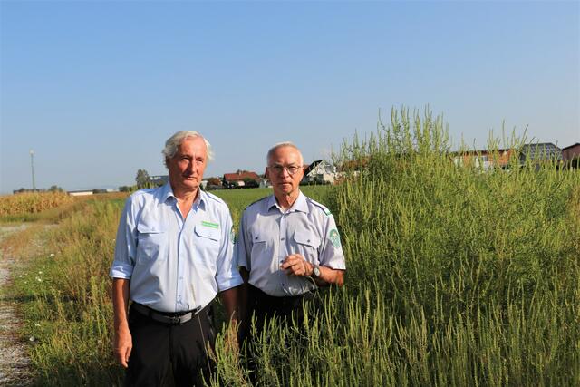 Franz Hillebrand (li) und Josef Haberl von der Berg- und Naturwacht warnen vor der für Allergiker gefährlichen Pflanze Ragweed. | Foto: Edith Ertl