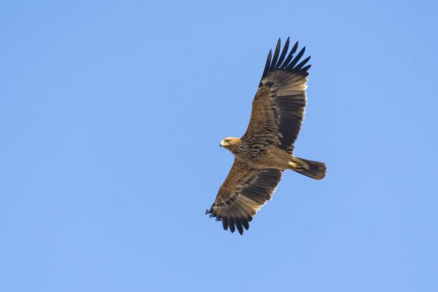 Der majestätische Kaiseradler fliegt durch die Lüfte. | Foto: Hohenegger/Birdlife