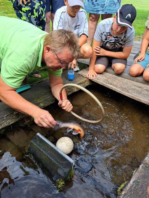 Ganz schön glitschig die Sache. Die Forellen zeigen ihr Können und Talent im Forellenzirkus St. Ägidi. | Foto: Goldhauben Vichtenstein