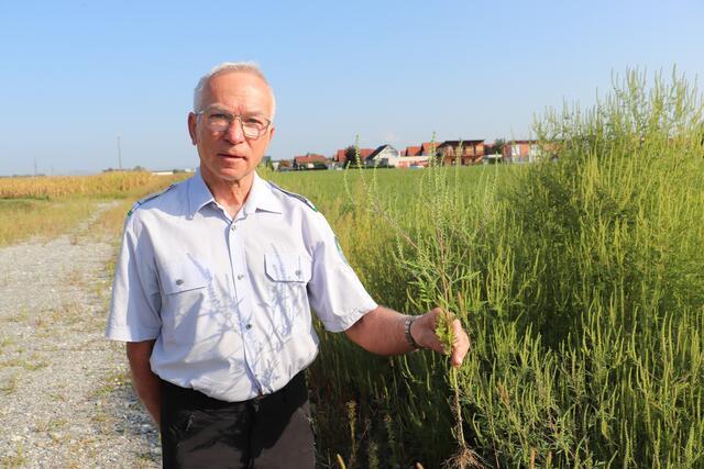 Wer im Garten Ragweed hat, soll die Pflanze ausreißen und im Restmüll entsorgen, rät Josef Haberl. | Foto: Edith Ertl