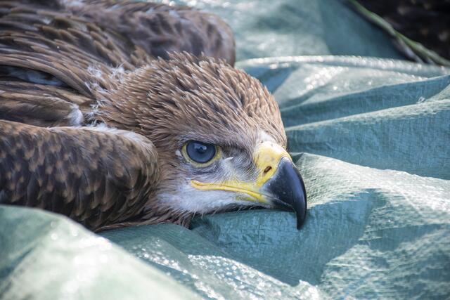 Kaiseradler beim besendern. | Foto: Hohenegger/BirdLife