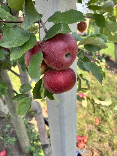 Die weißen Punkte auf der Schale deuten auf einen  hohen Zuckeranteil im Apfel hin | Foto: Andrea Glatzer