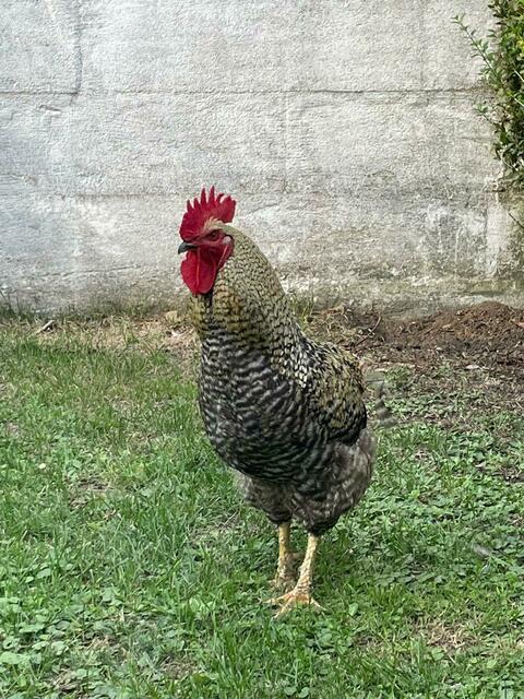 Ein Schnappschuss vom Hahn im Freibad | Foto: Christina Duskanich