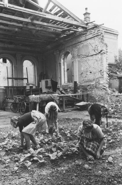 Damals 1946: Tabakpflanzung im ehemaligen Turnsaal
Auf Grund der schlechten Versorgungslage in der Nachkriegszeit wurde auf verfügbaren Freiflächen der Anbau von Nahrungs- und Genussmitteln forciert. Um zusätzlich zu den rationierten Zigaretten Tabak zur Verfügung zu haben bzw. als zusätzliche Einnahmequelle, bauten viele selbst Tabakpflanzen an. Die jungen Frauen im Bild pflanzen auf dem Boden des im Krieg zerstörten Turnsaales der Baumbachschule Tabak an. | Foto: Archiv der Stadt Linz