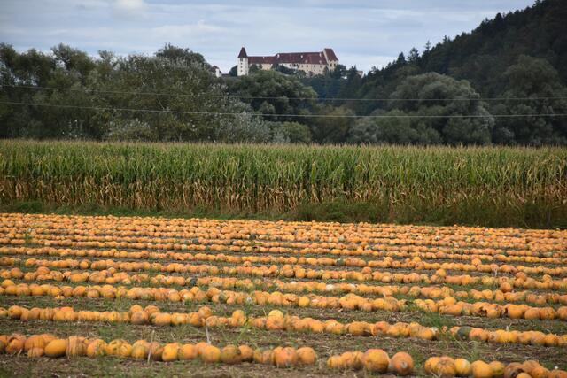 Die gelben Plutzer zeichnen ein wunderbares Bild - im Hintergrund ist Schloss Seggau ersichtlich. | Foto: Waltraud Fischer