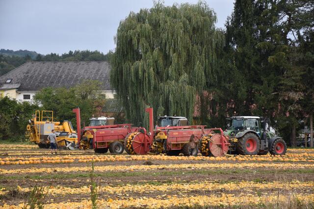 Dank eines modernen Fuhrparks wird für die Kürbisernte einer Fläche von einem Hektar rund eine Stunde benötigt. | Foto: Waltraud Fischer