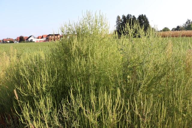 Starkes Aufkommen von Ragweed auf diesem Acker in Werndorf. | Foto: Edith Ertl