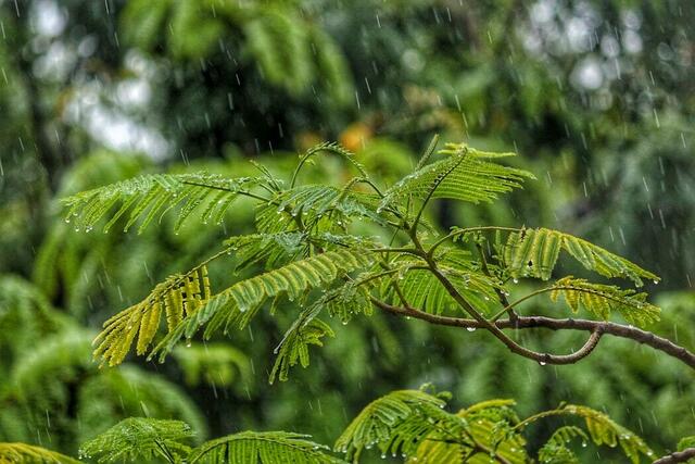 Die Natur freut sich über den Niederschlag | Foto: Shah Shah - Unsplash