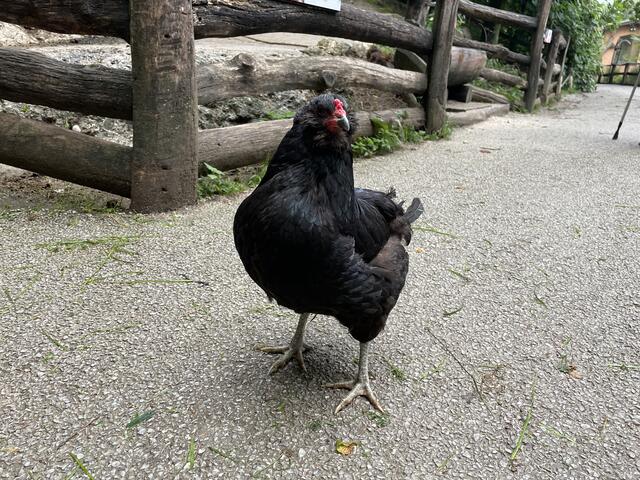 Das Huhn auf seinen Streifzug durch den Zoo.  | Foto: sm