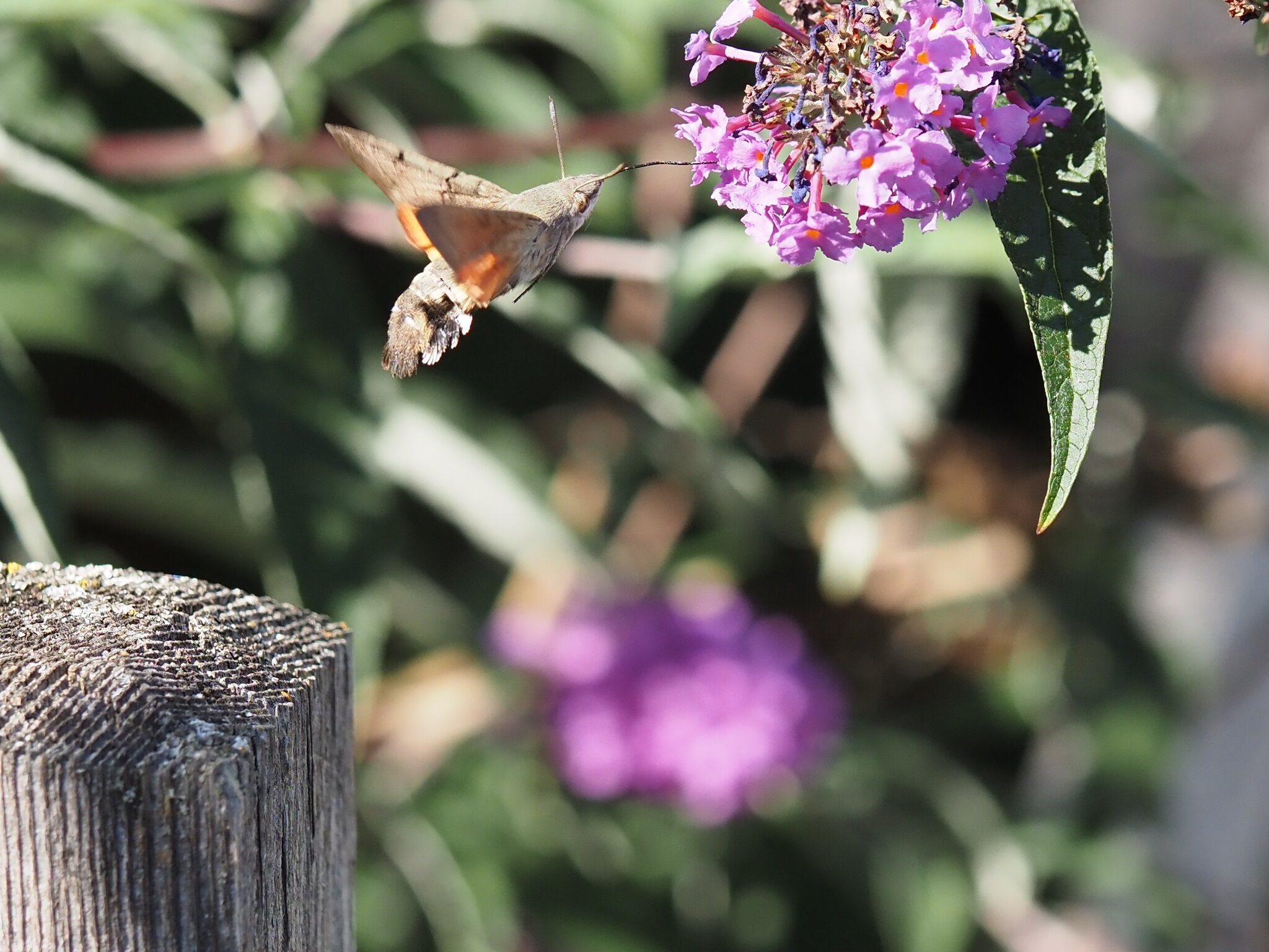 schmetterling der aussieht wie ein kolibri