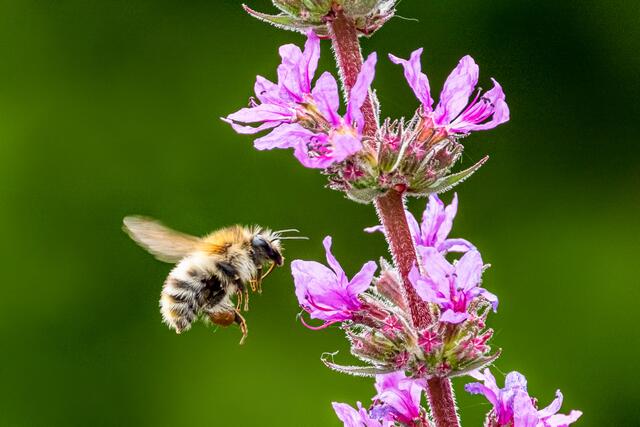 Harmonie im Bienenvolk steht klar vor Ertragsoptimierung | Foto: Rainer Mayrhofer