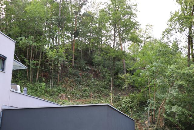 Obwohl es im unteren Bereich bei den Gebäuden etwas lichter geworden ist, sehen die Verantwortlichen keinen Kahlschlag. | Foto: Othmar Kolp