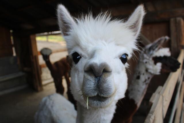 Ganz schön süß – was soll man sonst dazu sagen.  | Foto: Blasmusikbezirksverband Radkersburg/Vanessa Kindler