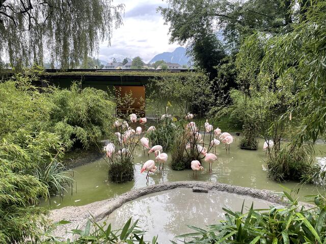 Die Flamingos im Zoo Salzburg.  | Foto: sm