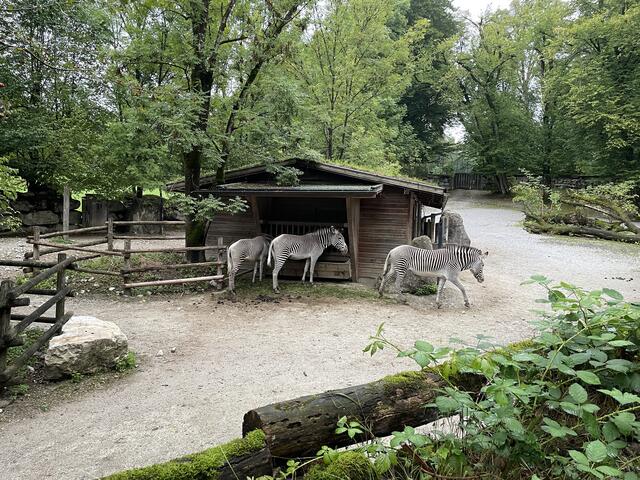 Die Zebras ließen sich ihr Abendmahl schmecken. | Foto: sm