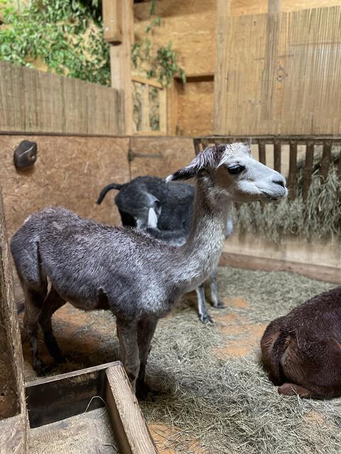 Patentier "Stella Cadente" präsentierte ihren neuen Kurzhaarschnitt. | Foto: sm