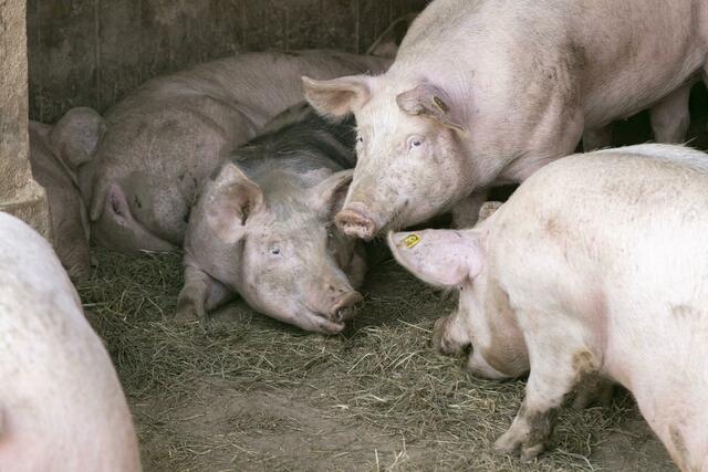 Die Almschweine genießen ihren Sommerurlaub. | Foto: AMTirol, Die Fotografen