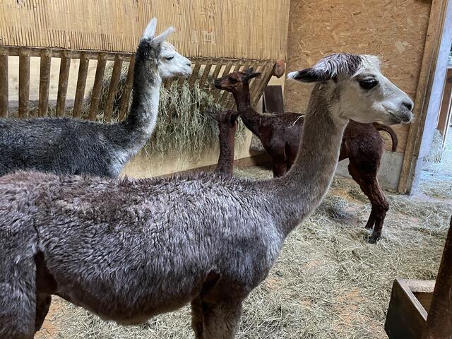 Im August fanden im Salzburger Zoo die Patentreffen statt. Die BezirksBlätter-Redaktion schaute auch bei RegionalMedien Salzburg-Patentier "Stella Candente" vorbei. | Foto: sm