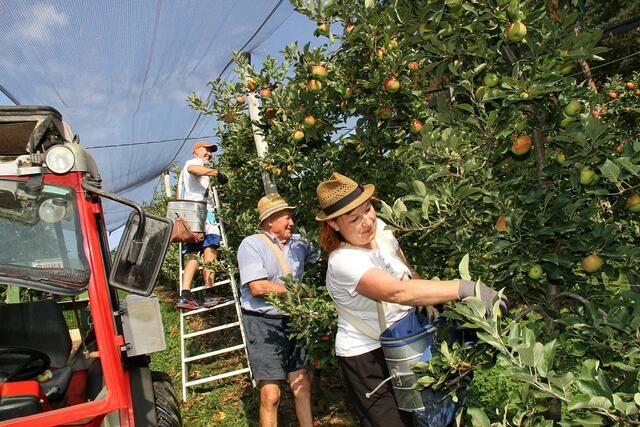 Die Apfelernte ist bei Familie Kiefer in Oberlatein in vollem Gang, um bald darauf von der Weinlese abgelöst zu werden. Das Ernteteam ist klein, aber oho. | Foto: Josef Fürbass