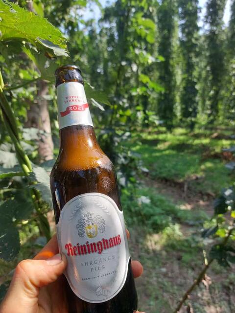 Übrigens ist das "Reininghaus Jahrgangspils" das einzige Bier mit ausschließlich Leutschacher Hopfen aus einem Jahrgang.  | Foto: Gregor Waltl