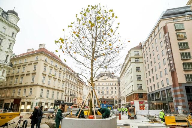 Die Bäume die 2021 auf den Neuen Markt geliefert wurden sind bereits 25 Jahre alt. | Foto: PID/Fürthner